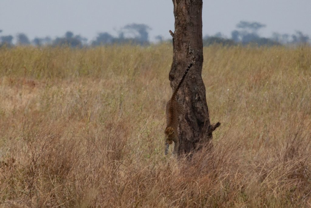 Budget Safari Tanzania.