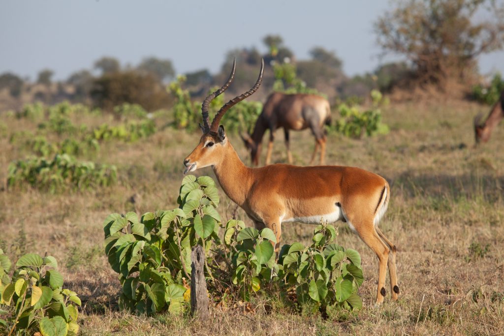 Ngorongoro