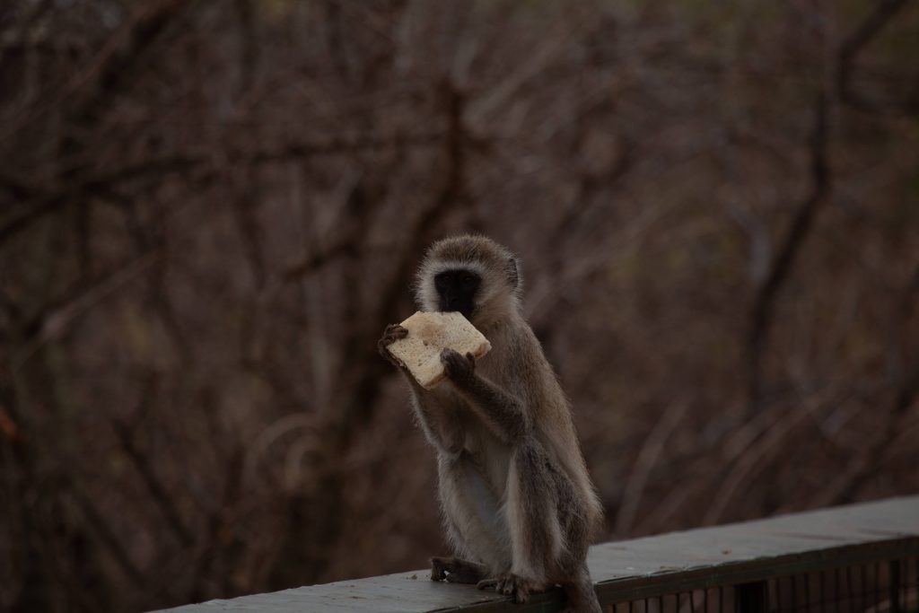 Tanzania and Kenya